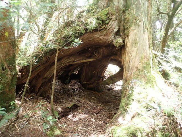 塔曼山 (140).JPG
