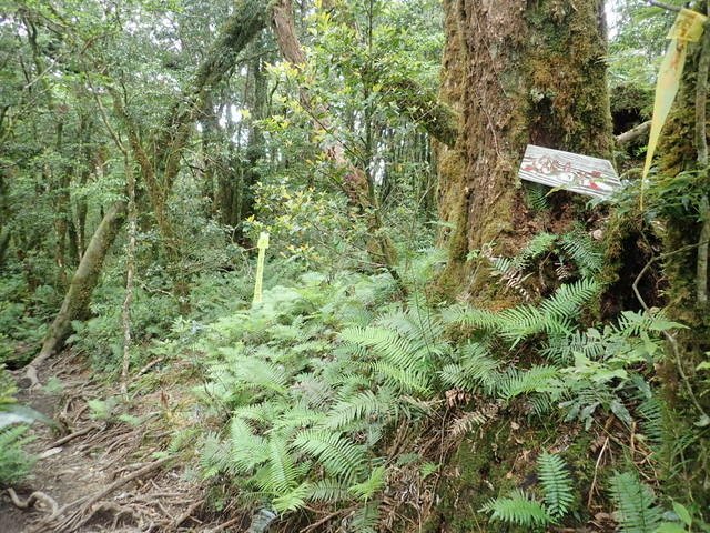 塔曼山 (158).JPG
