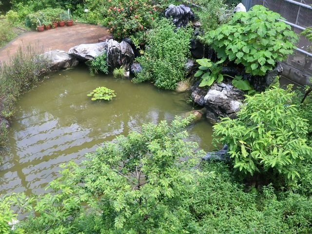金獅湖 (15).jpg