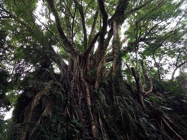 鸞山森林博物館 (40).jpg