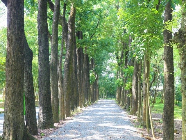 新威森林公園 (42).jpg