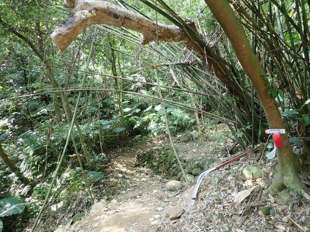 飛鳳山 (155).JPG