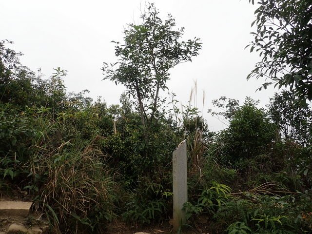南港山 (164).JPG