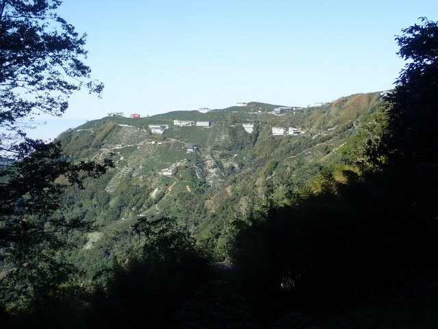 金柑樹山 (10).JPG