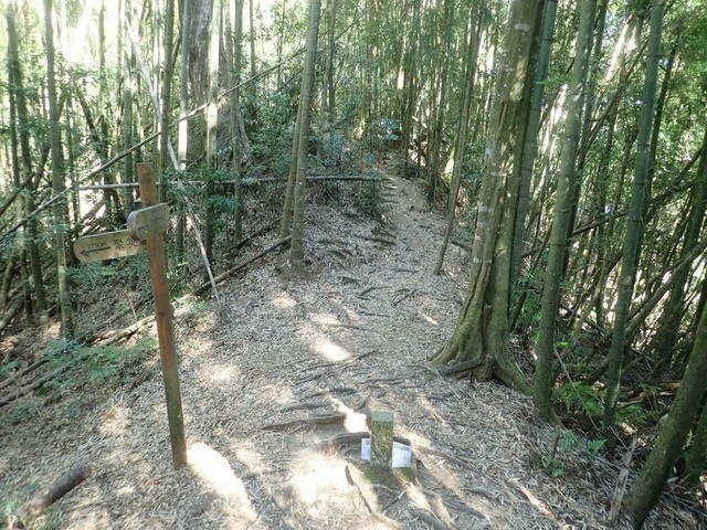 金柑樹山 (84).JPG