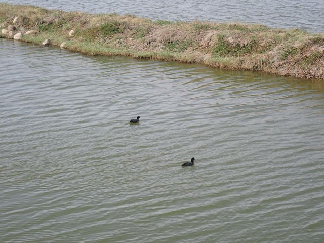 鰲鼓濕地森林園區 (143).JPG