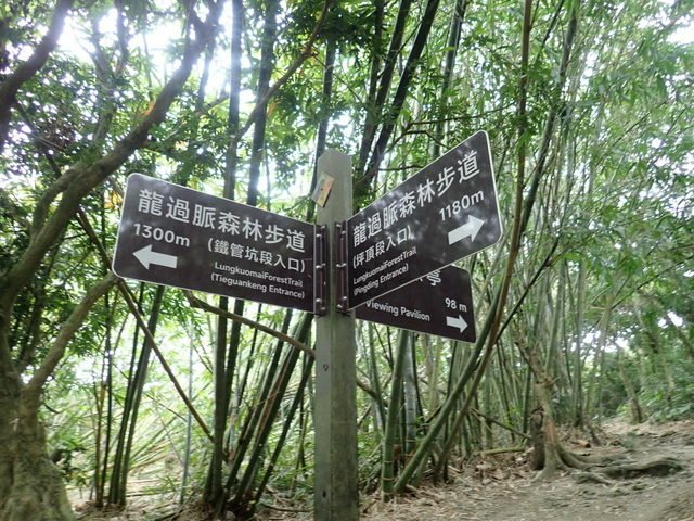 龍過脈登山步道 (221).JPG