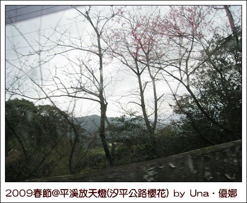 2009年大年初六-汐平公路櫻花.jpg