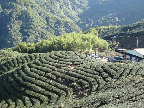 114.01.26-114.01.27春遊南投賞花之旅～玉山