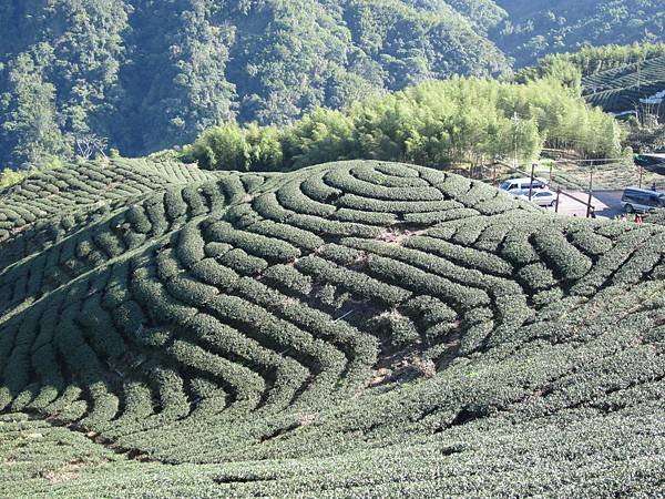 114.01.26-114.01.27春遊南投賞花之旅～玉山