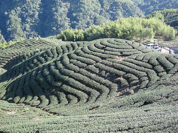 114.01.26-114.01.27春遊南投賞花之旅～玉山