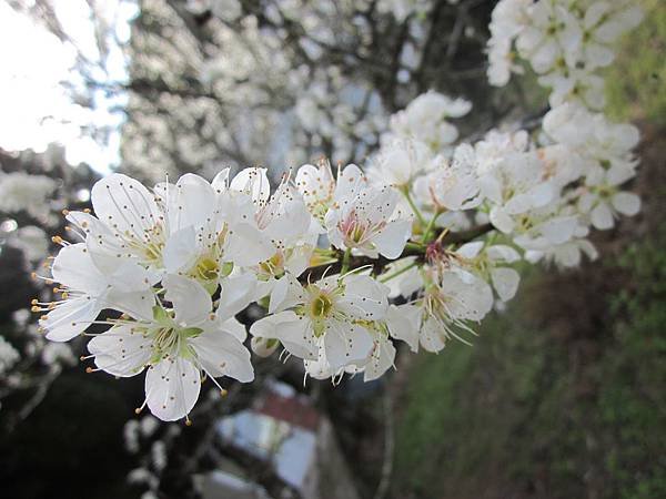 IMG_7762.JPG