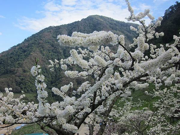 113.02.18雪見樂活之旅～雪見風情．原鄉部落．賞櫻李花