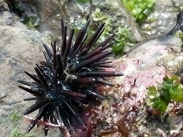 113.05.04東北角．龜山島賞鯨一日