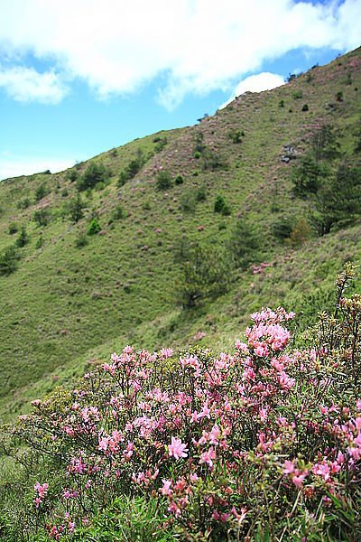 113.05.25-113.05.26合歡山高山杜鵑之旅～遊