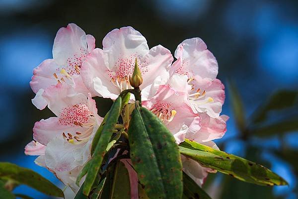 113.05.25-113.05.26合歡山高山杜鵑之旅～遊