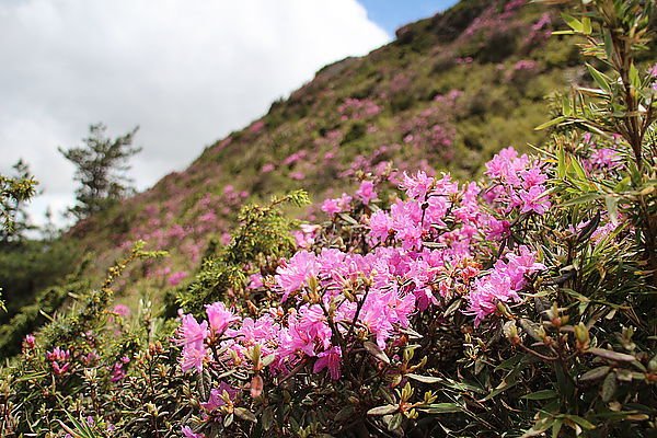 113.05.25-113.05.26合歡山高山杜鵑之旅～遊