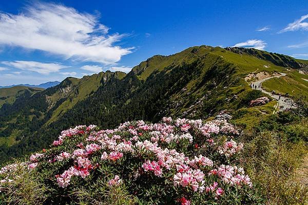 113.05.25-113.05.26合歡山高山杜鵑之旅～遊