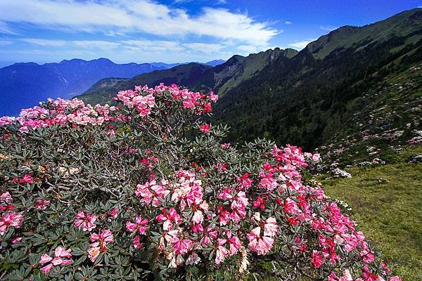 113.05.25-113.05.26合歡山高山杜鵑之旅～遊