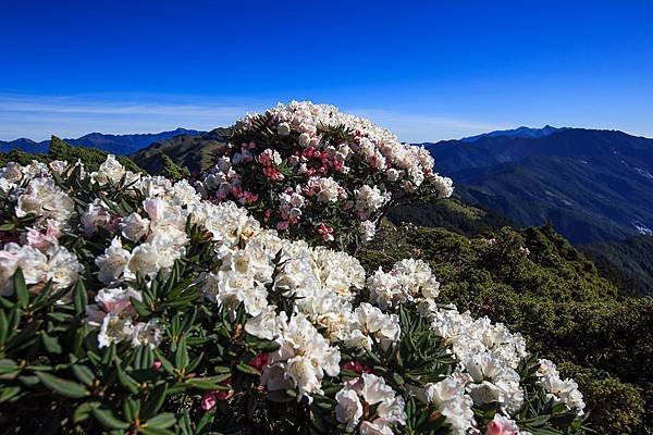 113.05.25-113.05.26合歡山高山杜鵑之旅～遊