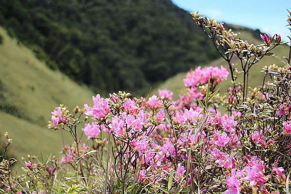 113.05.25-113.05.26合歡山高山杜鵑之旅～遊