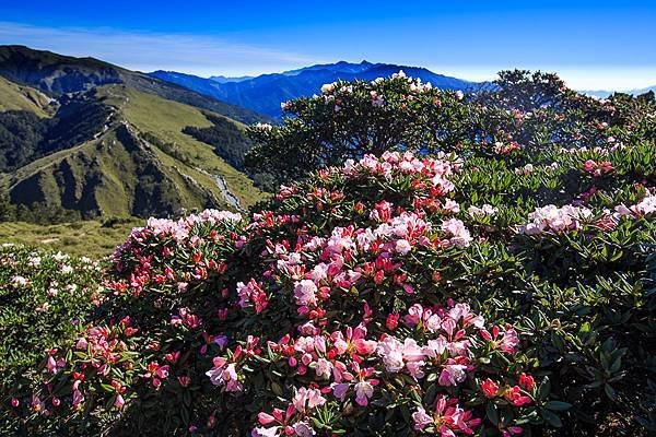 113.05.25-113.05.26合歡山高山杜鵑之旅～遊