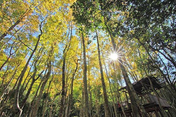 111.12.24尖石楓情之旅～霞喀羅古道．秀巒賞楓趣