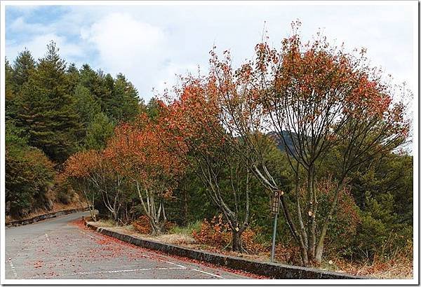 112.12.09-112.12.10大雪山森呼吸～大雪山楓