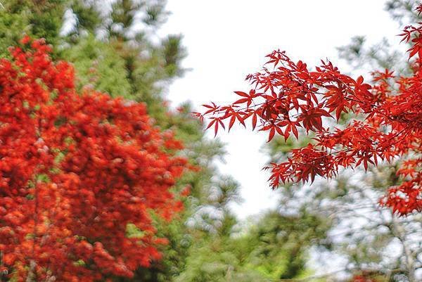 113.07.06-113.07.07宜蘭．太平山二日遊