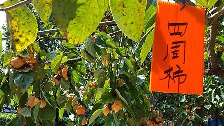 111.10.22柿柿如意～柿餅小鎮．海岸單車．賞蟹之旅