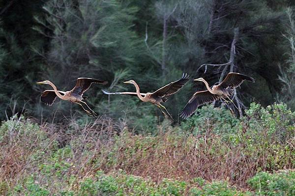 鰲鼓賞鳥_181207_0004.jpg