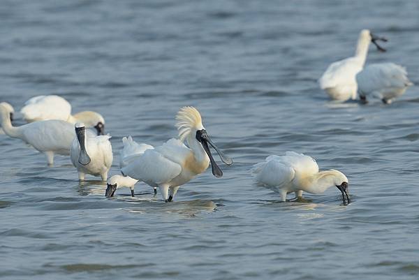 鰲鼓賞鳥_181207_0001.jpg