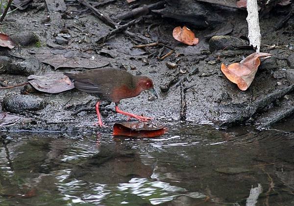 鰲鼓賞鳥_181207_0008.jpg