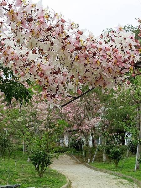 六龜天台山－桃紅陣雨樹_190105_0016.jpg