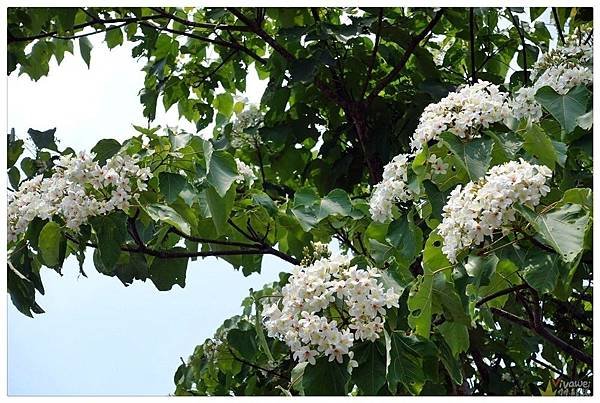 113.04.27南庄山城之旅～老街．魚道．桐花．螢火蟲