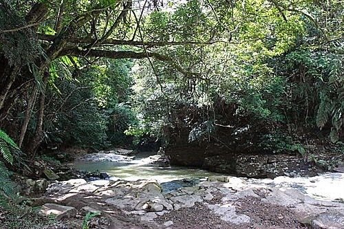 澀水森林步道_200710_37.jpg