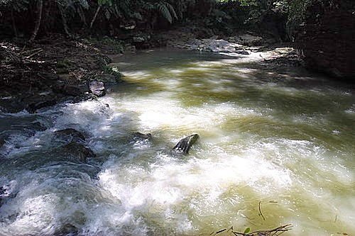 澀水森林步道_200710_38.jpg