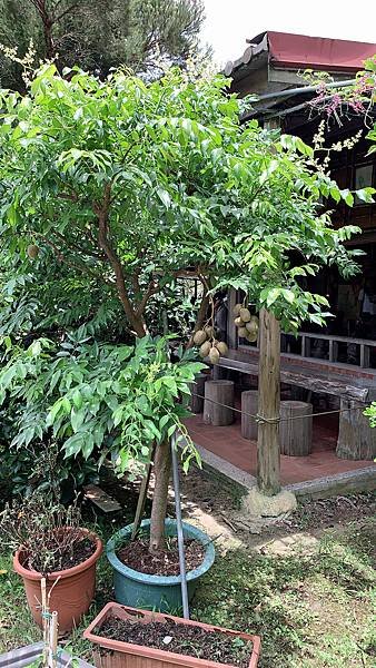 111.10.22柿柿如意～柿餅小鎮．海岸單車．賞蟹之旅