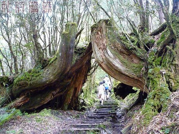 太平山-鐵杉林步道_201209_2.jpg