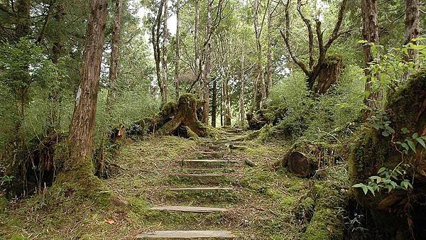 太平山-鐵杉林步道_201209_5.jpg