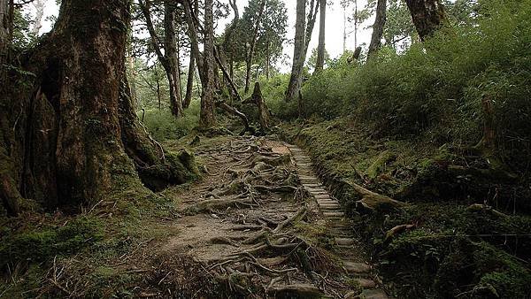 太平山-鐵杉林步道_201209_8.jpg