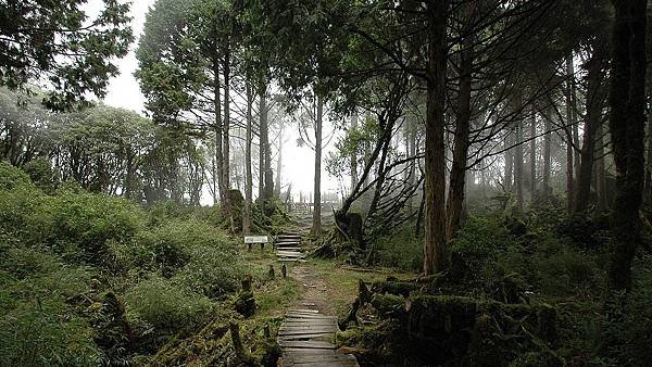 太平山-鐵杉林步道_201209_13.jpg