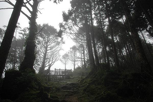 太平山-鐵杉林步道_201209_14.jpg