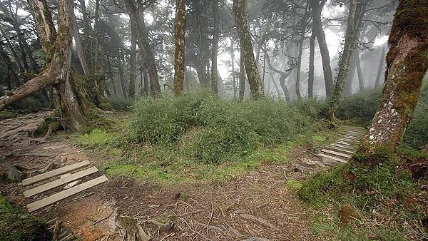 太平山-鐵杉林步道_201209_17.jpg