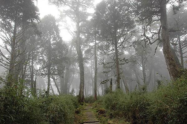 太平山-鐵杉林步道_201209_18.jpg