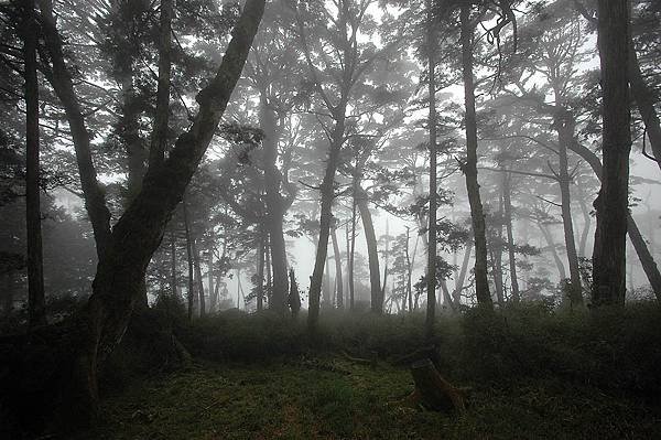 太平山-鐵杉林步道_201209_21.jpg