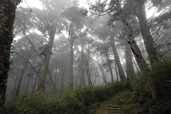 太平山-鐵杉林步道_201209_20.jpg