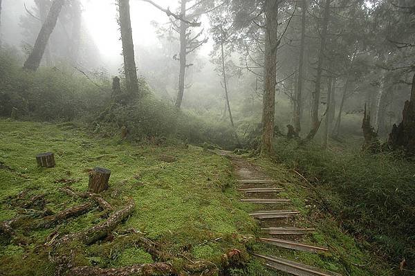 太平山-鐵杉林步道_201209_23.jpg