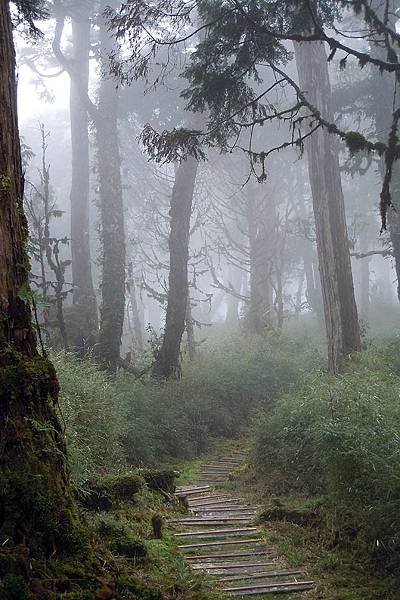 太平山-鐵杉林步道_201209_28.jpg