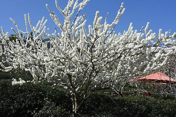 163694195048056_P11750211.jpg